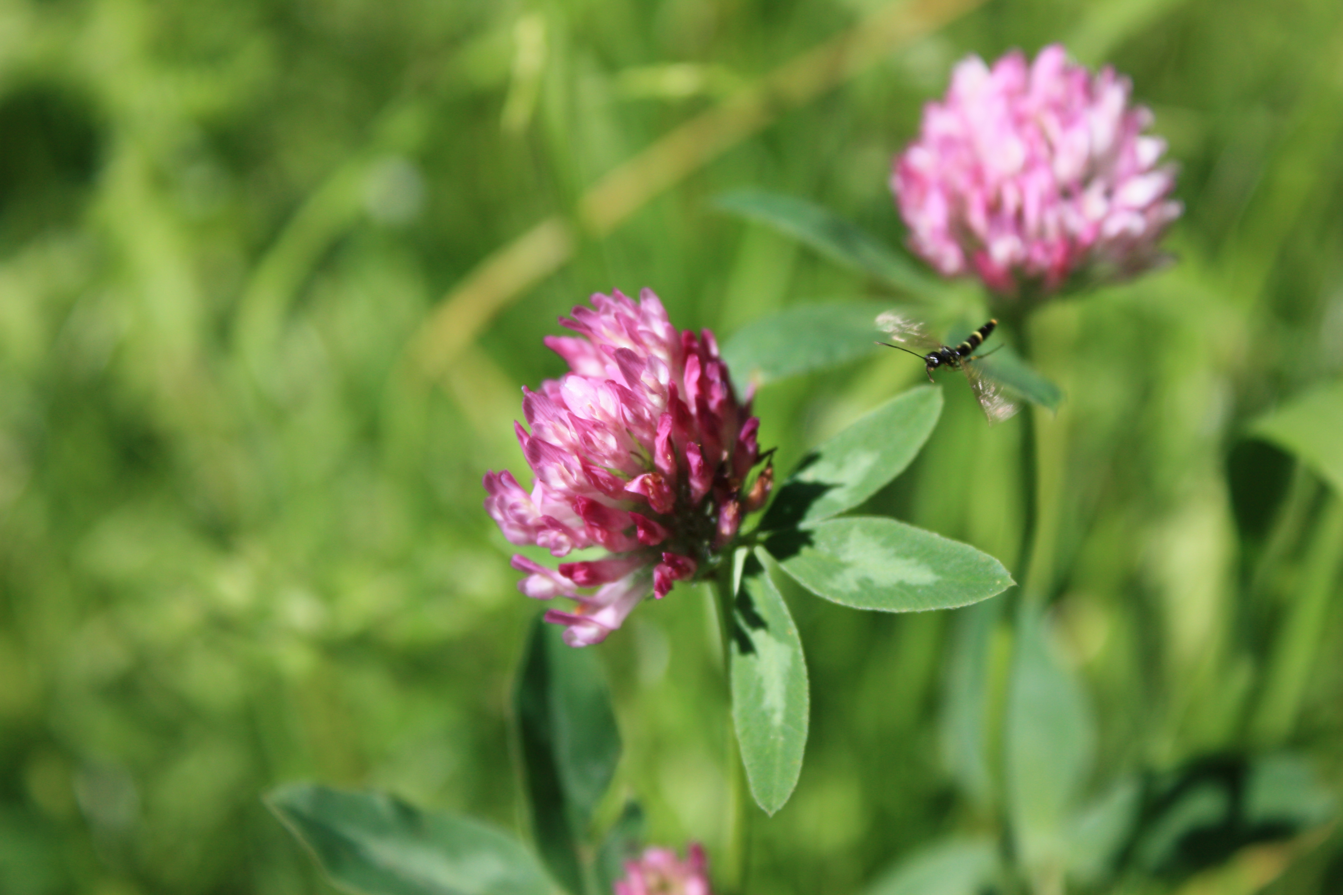 Helga Röder | Kräuterpädagogin | Wildkräutern | wild-er-leben | wilderleben 