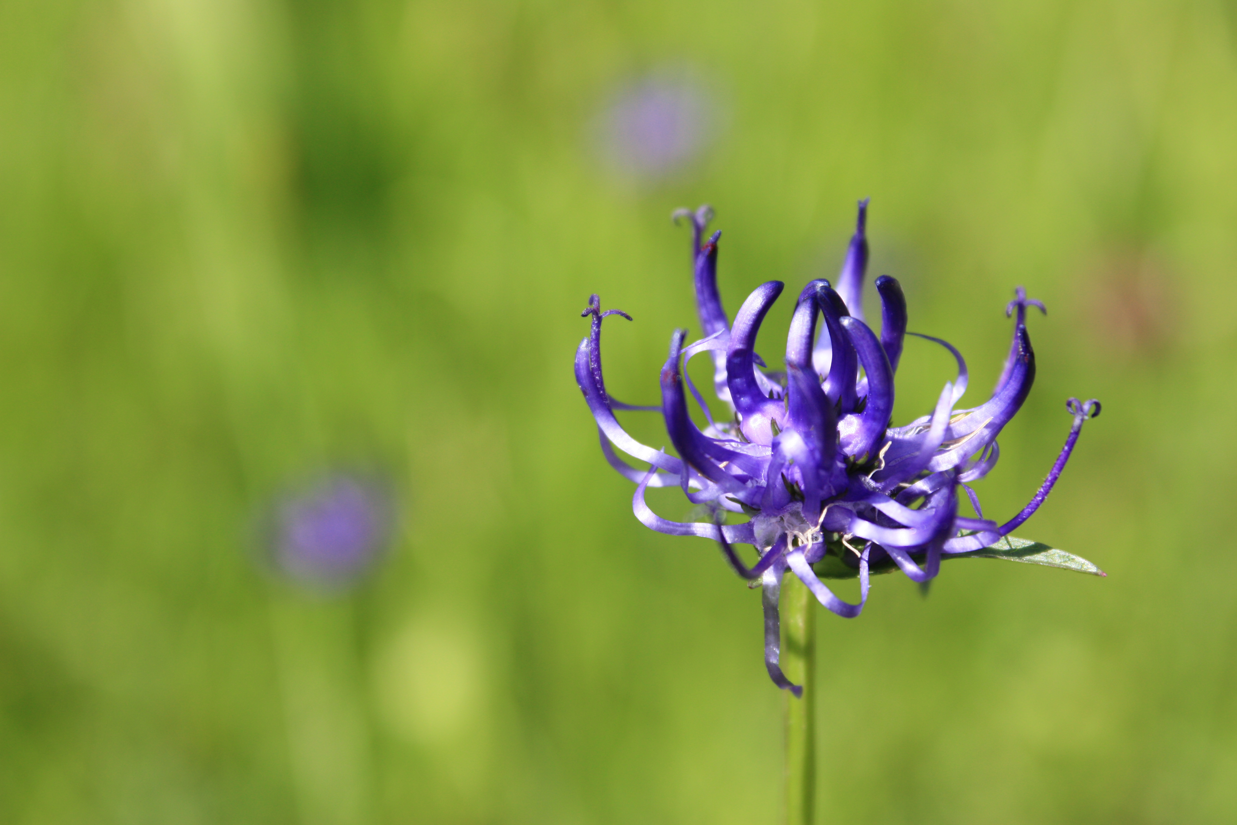 Helga Röder | Kräuterpädagogin | Wildkräutern | wild-er-leben | wilderleben 