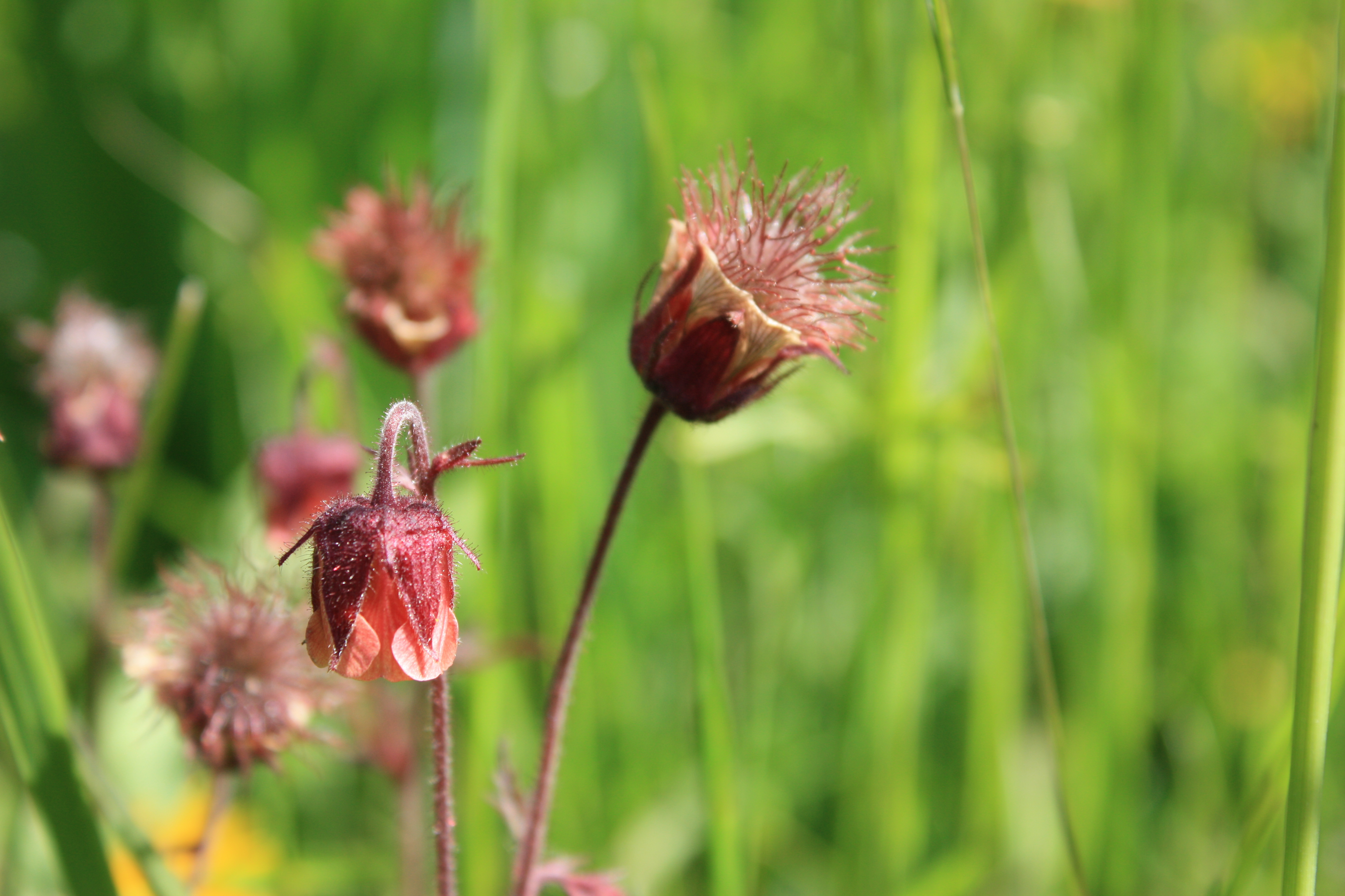 Helga Röder | Kräuterpädagogin | Wildkräutern | wild-er-leben | wilderleben 