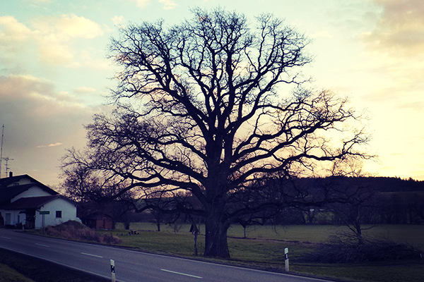 Helga Röder | Kräuterpädagogin | Wildkräutern | wild-er-leben | wilderleben 